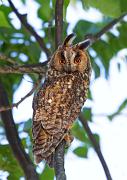 Waldohreule - Long-eared Owl  (Asio otus)